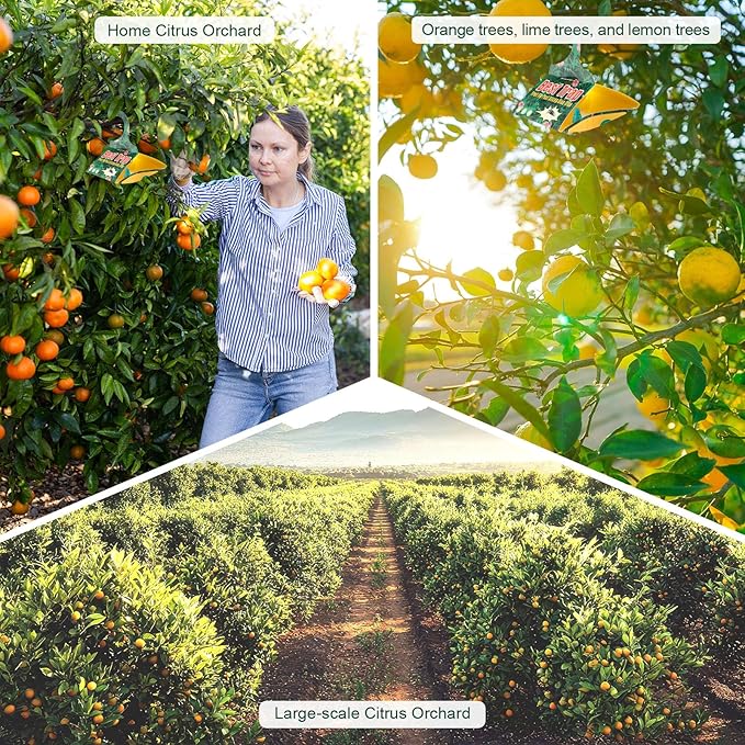 6 Pack Citrus Leafminer Trap & Lure with Pheromone Lures – Triangular Hanging Sticky for All Varieties of Citrus Trees, Includes 6 Traps & 6 Lures, for Orchard & Garden Use
