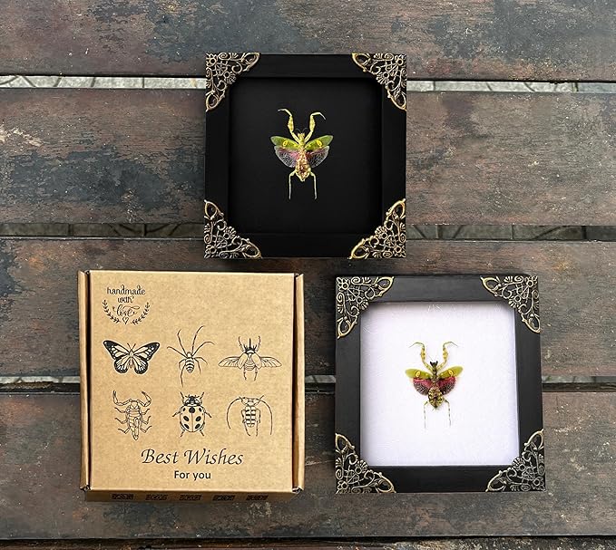 Real Green Mantis Gothic Decor Spooky Gifts Dried Preserved Beetle Insect Lover Entomology Taxidermy Bug Oddity Specimen Display Wall Decoration K12-62- TR