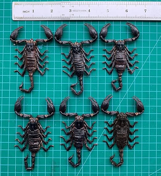 6 Pcs of Real Small Scorpions 3.5" Preserved Insect Specimens Taxidermy for Crafts Study DIY Science Classroom Science Education Oddities Entomology Collection SCOR12X6