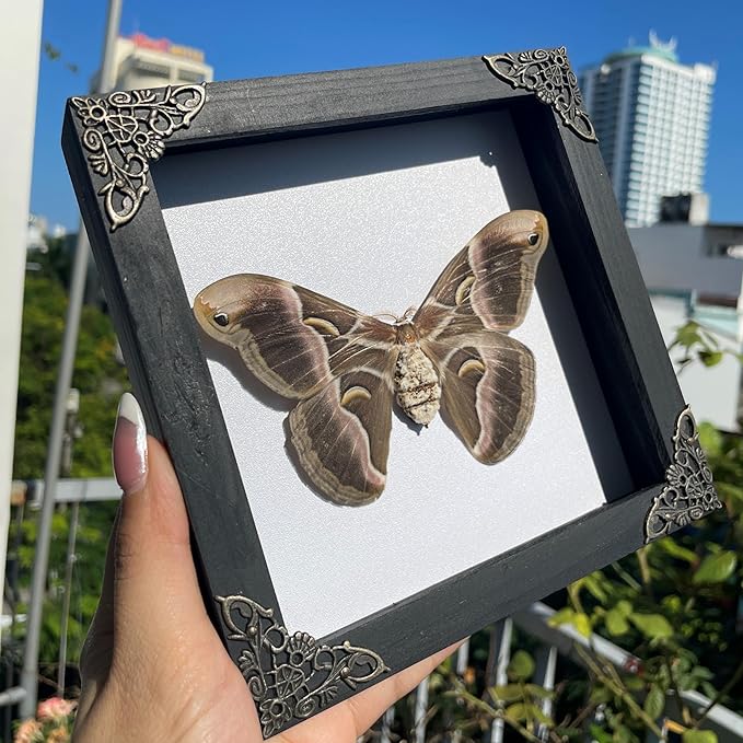 Real Moth Atlas Butterfly Wooden Framed Dead Insect Dried Bug Beetle Shadow Box Black Taxidermy Specimen Display Oddity Tabletop Standable Wall Hanging Home Decor K16-42-TR
