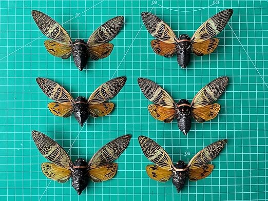 6 Real Cicada Beetle Specimens Collection Bug Mounted Dead Animal Preserved Entomology Taxidermy Oddity Scientific Lover Insect Nature Office Desk Art Artwork Display UM-10