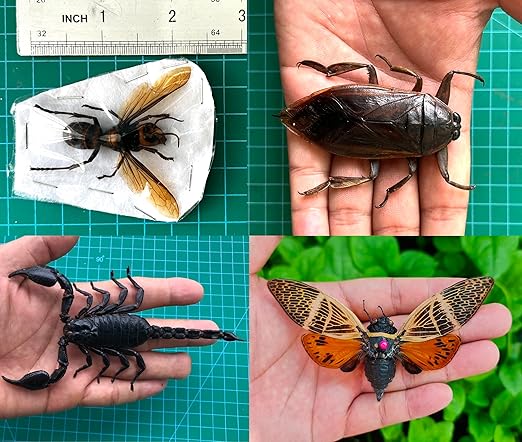 15 Real Beetle Bee Cicada Scorpion Preserved Specimen Dried Insect Dead Bug Unmounted Raw Oddity Taxidermy Entomology Artwork Creepy Spooky Curiosities Home Decor Bug Preserved BOSET10