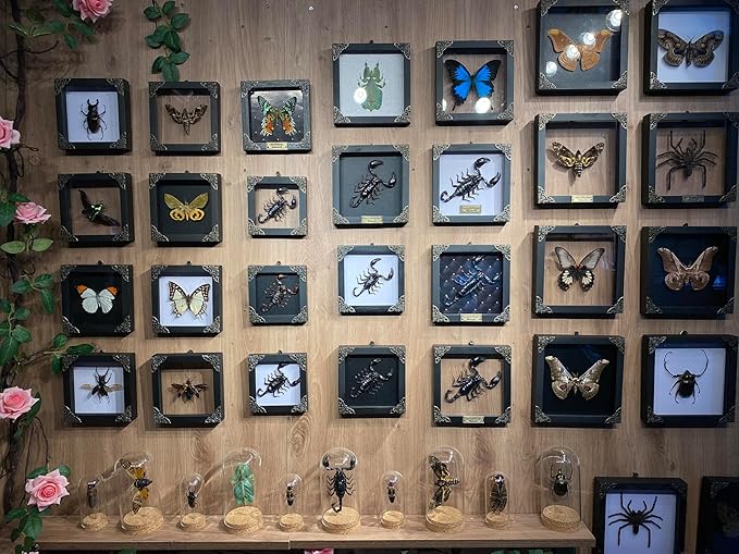 Real Scorpion Black Framed Dried Beetle Shadow Box Entomology Wooden Insect Handmade Taxidermy Wall Art Decor Decoration Tabletop Living Home K14-51-DE