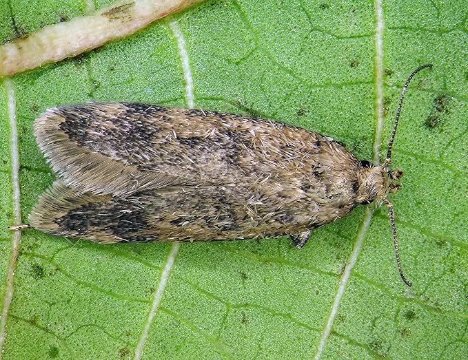 Codling Moth & Oriental Fruit Moth Trap (2 Pack, 8 Week)
