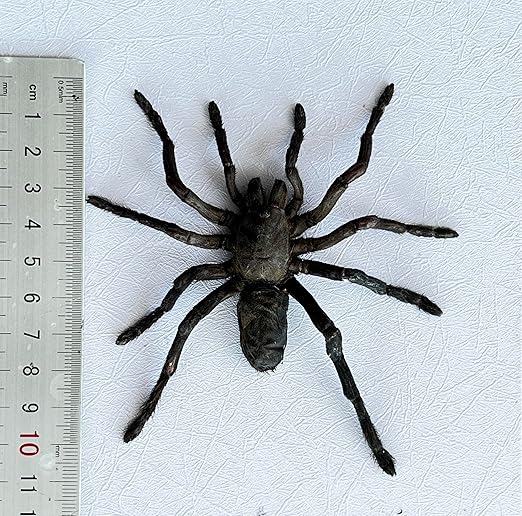 2 Real Spider Specimen Collection Bugs Mounted Dead Animal Preserved Entomology Taxidermy Oddity Scientific Lover Insect Office Desk Art Artwork Display UM-18
