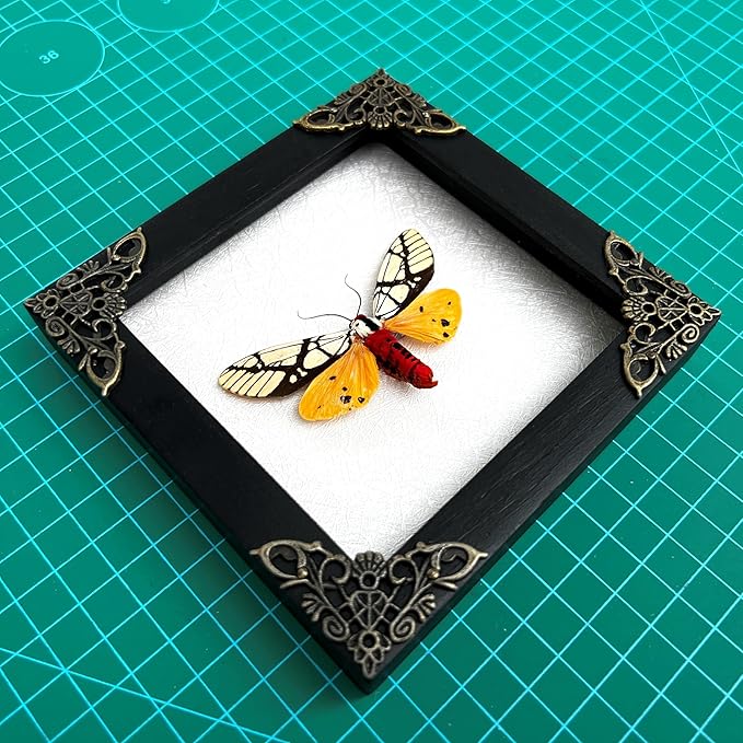 Real Yellow Moth Butterfly Shadow Box Gothic Décor Spooky Gifts Dried Entomology Insect Lover Taxidermy Specimen Display Wall Decor K12-14-TR