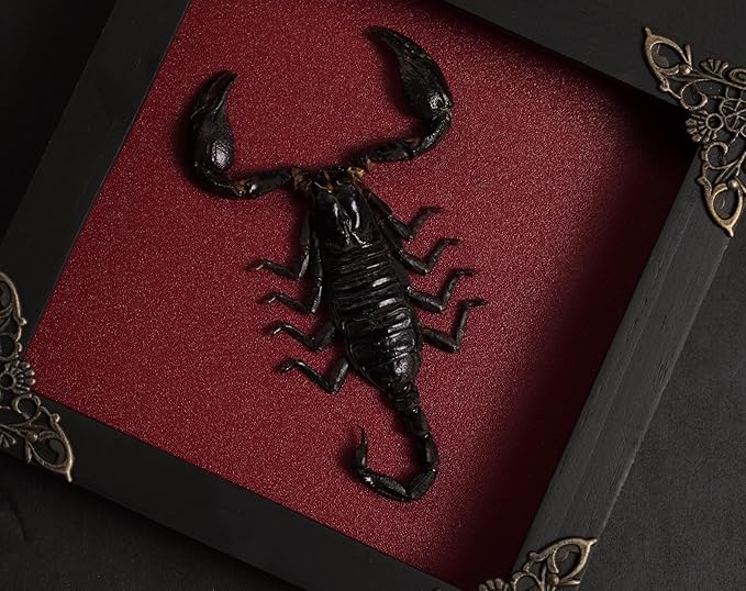 Real Giant Scorpion Framed Dried Beetle Shadow Box Entomology Wooden Insect Handmade Taxidermy Wall Art Decor Decoration Tabletop Living Home K14-51-DO