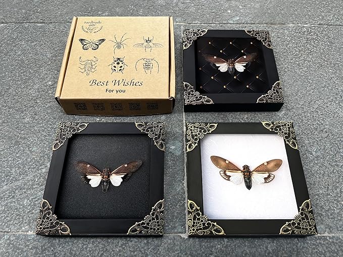 Real Cicada Beetle Framed Insect Dried Specimen Gothic Home Decor Spooky Entomology Taxidermy Oddity Curiosities Shadow Box Wall Decor K12-77-TR