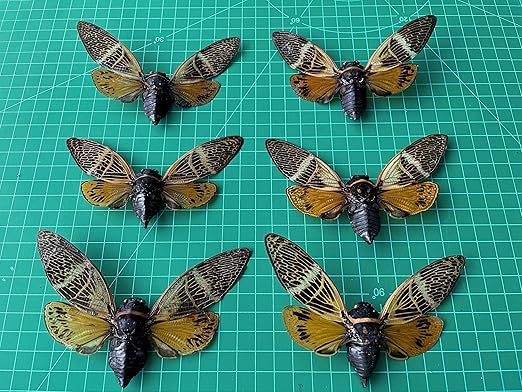 6 Real Cicada Beetle Specimens Collection Bug Mounted Dead Animal Preserved Entomology Taxidermy Oddity Scientific Lover Insect Nature Office Desk Art Artwork Display UM-10