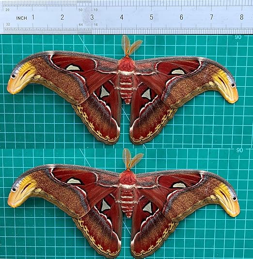 vinatimes 2 Real Atlas Moth Butterfly Specimen Artwork Dead Animal Unmounted Preserved Entomology Gifts Taxidermy Oddity Scientific Lover Insect Art Display Gallery Decoration Indoor Home 2BU35-DUC