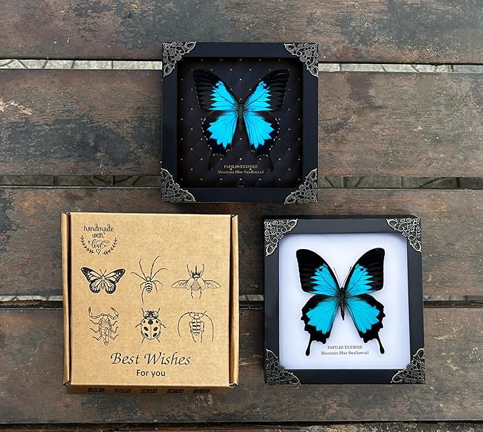 Real Blue Mountain Swallowtail Butterfly Wooden Frame Shadow Box Dried Handmade Craft Insect Lover Taxidermy Dead Bug Taxadermy Specimen Wall Decoration K16-28-NEM