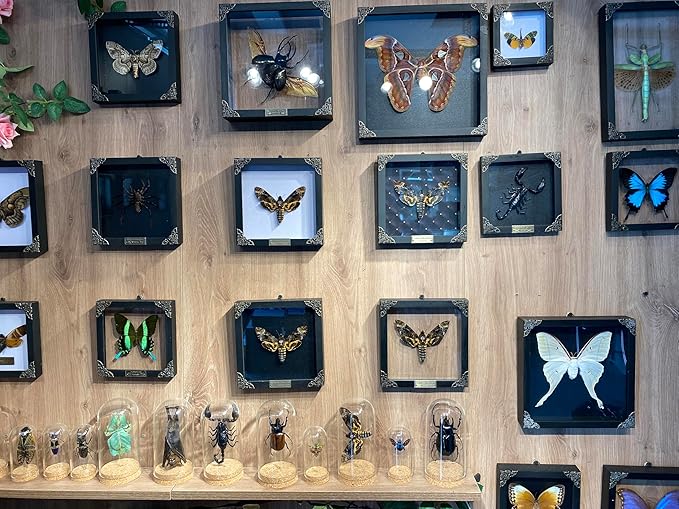 Real Framed Death Head Moth Acherontia Skull Butterfly Handmade Shadow Box for Dad Oddity Curiosities Unique Taxidermy Insect Collectables Wall Art Home Decor Bedroom K18-01-KINH