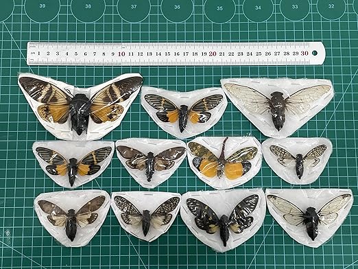 vinatimes 10 Real Cicadas Beetle Bugs Scorpion Insects Specimem Taxidermy Dead Dried Shadow Box Entomology Display Gothic Tabletop Decoration Artwork Oddities Craft Wall Decor Home VESET10