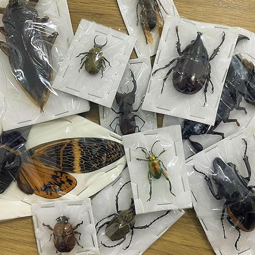 vinatimes 15 Mixed Real Beetle Cicada Bee Scorpion Preserved Dried Insect Pinning Entomology Gifts Collection Taxidermy Unmounted Specimen Raw Oddity Artwork BOSET10