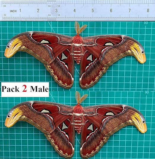 2 Real Atlas Moth Butterfly Specimen Collection Mounted Dead Animal Preserved Entomology Taxidermy Oddity Scientific Lover Insect Art Artwork Display Gallery Decor Decoration Indoor Home 2BU35DUC