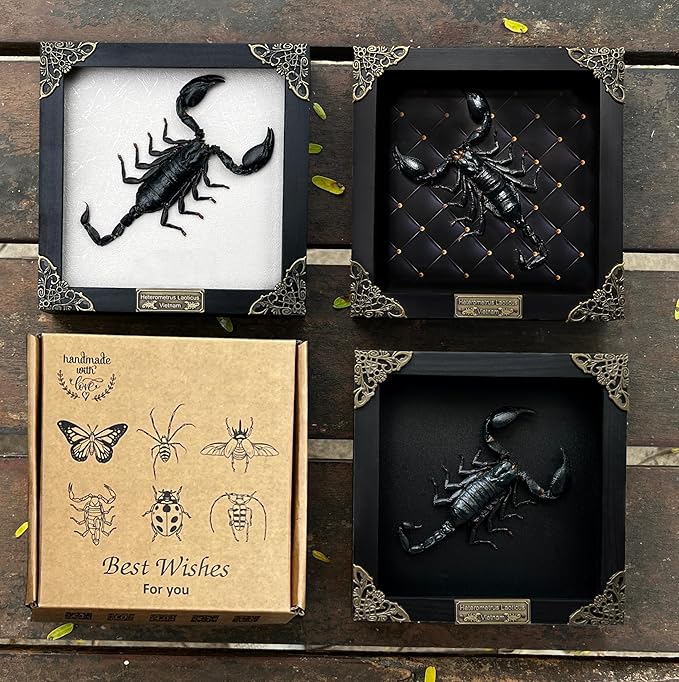 Real Large Scorpion Wooden Frame Shadow Box Dried Insect Lover Taxidermy Dead Bug Entomology Specimen Display Wall Art Hanging Decoration Home Living Décor K16-51-DE