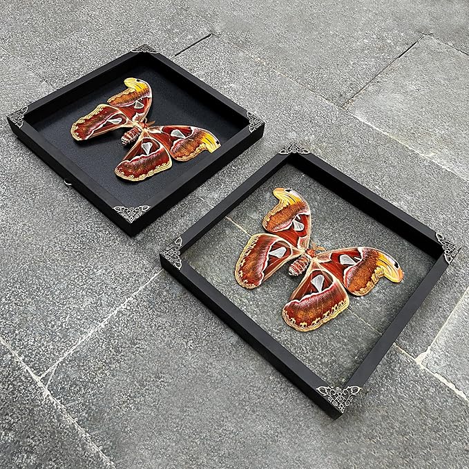 Real Atlas Moth Butterfly Frame Insect Lover Black Frame Shadow Box Taxidermy Specimen Room Decor Wall Hanging Tabletop Home Art K26-35-DE