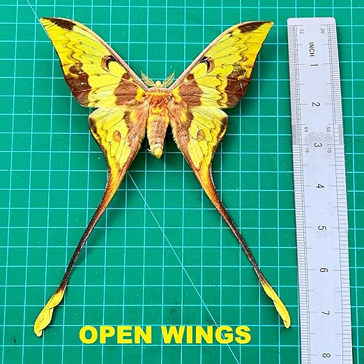 2 Real Comet Moth Butterflies Close Wings Specimen Collection Mounted Preserved Entomology Taxidermy Oddity Scientific Lover Insect Artwork Display Gallery Decor Decoration Indoor Home BUOM121X2