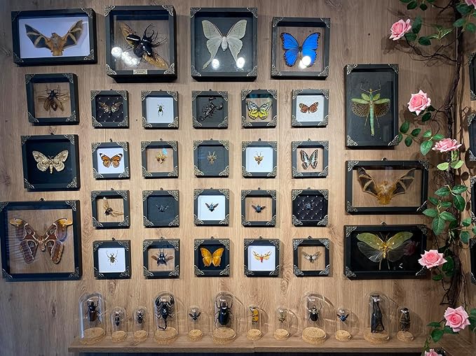 Real Green Mantis Spooky Gifts Dried Preserved Beetle Insect Lover Entomology Taxidermy Bug Oddity Specimen Display Wall Decoration K12-62-KINH