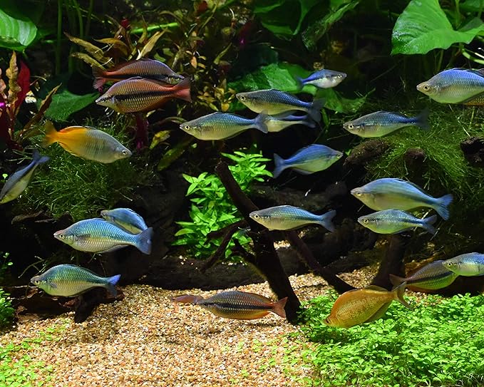Seachem Matrix and Fluval FX5 Fine Filter Water Polishing Pads