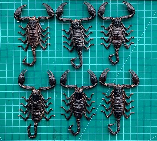 6 Pcs of Real Small Scorpions 3.5" Preserved Insect Specimens Taxidermy for Crafts Study DIY Science Classroom Science Education Oddities Entomology Collection SCOR12X6