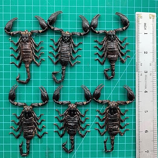 6 Pcs of Real Small Scorpions 3.5" Preserved Insect Specimens Taxidermy for Crafts Study DIY Science Classroom Science Education Oddities Entomology Collection SCOR12X6