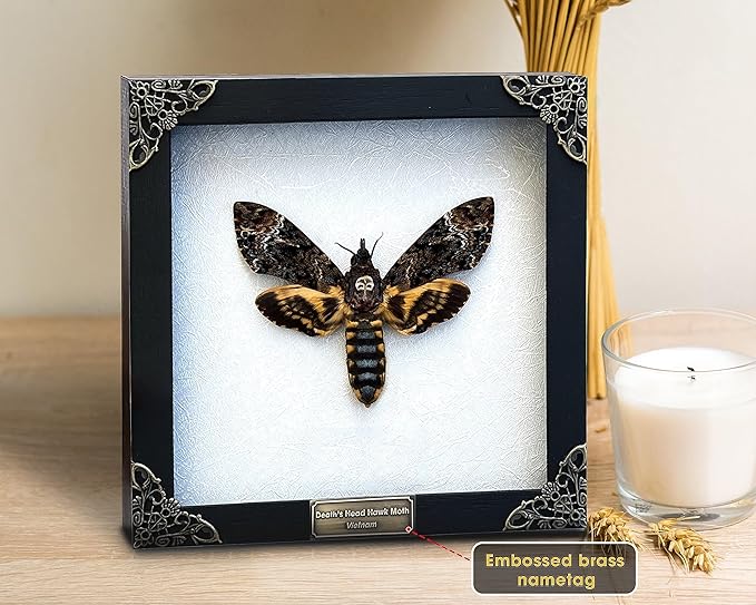 Real Death Head Moth Acherontia White Frame Skull Butterfly Handmade Shadow Box Insect Oddity Curiosities Unique Taxidermy Collectables Tabletop Wall Art Home Decor Living Gallery Bedroom K18-01-TR