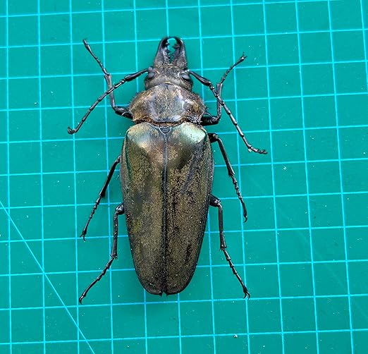 Real Asian Stag Beetle Preserved Specimen Unmounted Taxidermy Bug Insect Entomology Collection Oddities Curiosities Gothic Decor for Home Dark Witchy Display Creepy and Emo Gifts