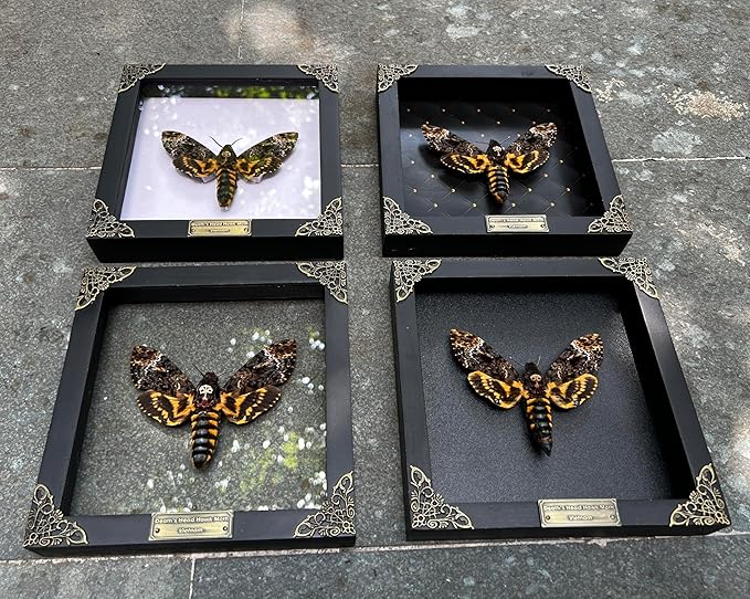 Real Death Head Moth Acherontia Butterfly White Frame Entomology Shadow Box Insect Oddity Skull Curiosities Unique Taxidermy Collectables Tabletop Wall Art Home Decor Living Gallery Bedroom K18-01-TR
