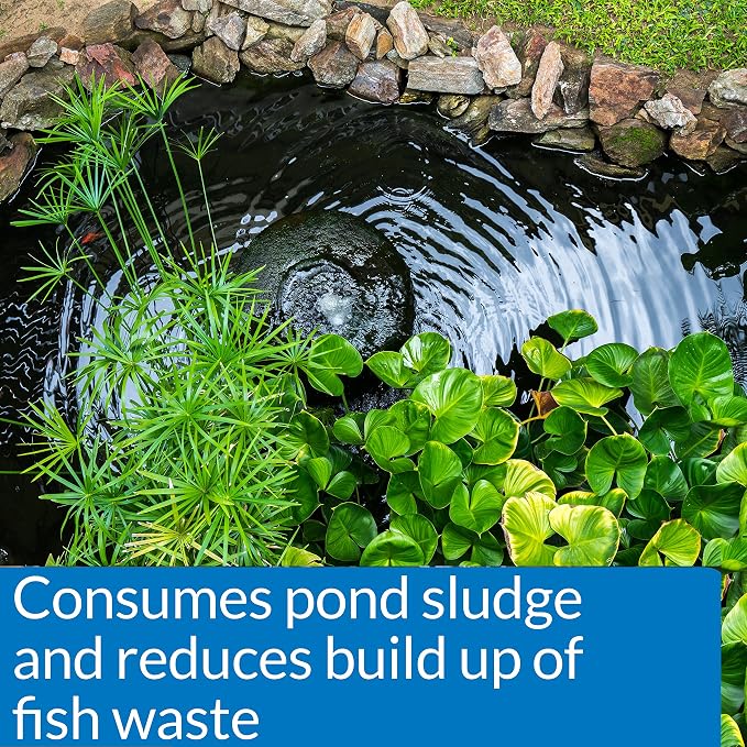 API POND-ZYME SLUDGE DESTROYER Pond Cleaner With Natural Pond Bacteria And Barley, 1-Pound Container